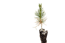 Load image into Gallery viewer, Japanese Black Pine | Small Tree Seedling | The Jonsteen Company