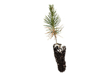 Load image into Gallery viewer, Japanese Black Pine | Small Tree Seedling | The Jonsteen Company
