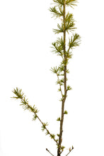 Load image into Gallery viewer, Japanese Larch | Medium Tree Seedling | The Jonsteen Company