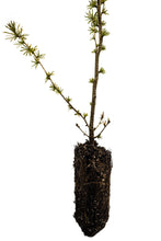 Load image into Gallery viewer, Japanese Larch | Medium Tree Seedling | The Jonsteen Company