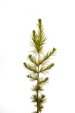 Load image into Gallery viewer, Japanese Larch | Medium Tree Seedling | The Jonsteen Company