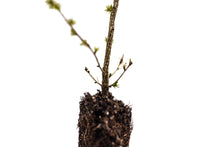 Load image into Gallery viewer, Japanese Larch | Medium Tree Seedling | The Jonsteen Company