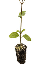 Load image into Gallery viewer, Japanese Tree Lilac | Medium Tree Seedling | The Jonsteen Company