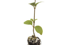 Load image into Gallery viewer, Japanese Tree Lilac | Medium Tree Seedling | The Jonsteen Company