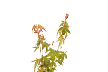 Load image into Gallery viewer, Japanese Maple | Tree Seedling Cluster | The Jonsteen Company