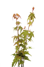Load image into Gallery viewer, Japanese Maple | Tree Seedling Cluster | The Jonsteen Company