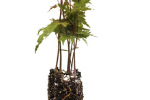 Load image into Gallery viewer, Japanese Maple | Tree Seedling Cluster | The Jonsteen Company