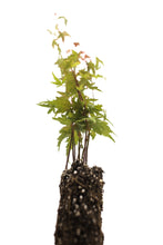 Load image into Gallery viewer, Japanese Maple | Tree Seedling Cluster | The Jonsteen Company