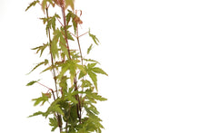 Load image into Gallery viewer, Japanese Maple | Tree Seedling Cluster | The Jonsteen Company