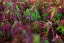 Load image into Gallery viewer, Japanese Maple | Small Tree Seedling | The Jonsteen Company