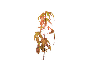 Japanese Maple | Small Tree Seedling | The Jonsteen Company