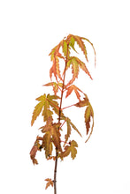 Load image into Gallery viewer, Japanese Maple | Small Tree Seedling | The Jonsteen Company