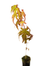 Load image into Gallery viewer, Japanese Maple | Small Tree Seedling | The Jonsteen Company