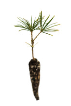 Load image into Gallery viewer, Japanese Umbrella Pine | Small Tree Seedling | The Jonsteen Company