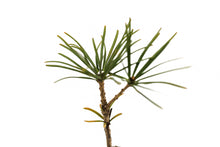 Load image into Gallery viewer, Japanese Umbrella Pine | Small Tree Seedling | The Jonsteen Company