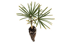 Load image into Gallery viewer, Japanese Umbrella Pine | Small Tree Seedling | The Jonsteen Company