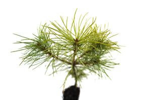 Japanese White Pine | Medium Tree Seedling | The Jonsteen Company