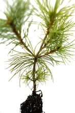Load image into Gallery viewer, Japanese White Pine | Medium Tree Seedling | The Jonsteen Company