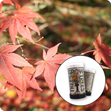 Load image into Gallery viewer, Japanese Red Maple | Mini-Grow Kit | The Jonsteen Company