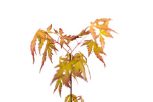 Load image into Gallery viewer, Japanese Maple | Medium Tree Seedling | The Jonsteen Company