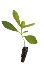 Load image into Gallery viewer, Pacific Madrone | Small Tree Seedling | The Jonsteen Company