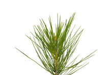 Load image into Gallery viewer, Knobcone Pine | Medium Tree Seedling | The Jonsteen Company