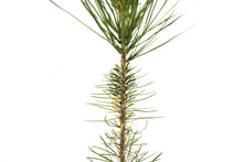 Load image into Gallery viewer, Knobcone Pine | Medium Tree Seedling | The Jonsteen Company