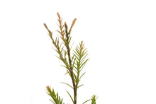 Load image into Gallery viewer, Coast Redwood | Medium Tree Seedling | The Jonsteen Company