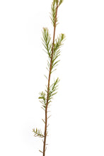 Load image into Gallery viewer, Pond Cypress | The Jonsteen Company