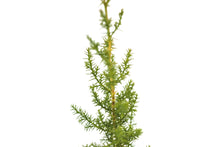 Load image into Gallery viewer, Arizona Cypress | Medium Tree Seedling | The Jonsteen Company