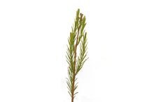 Load image into Gallery viewer, Pond Cypress | The Jonsteen Company