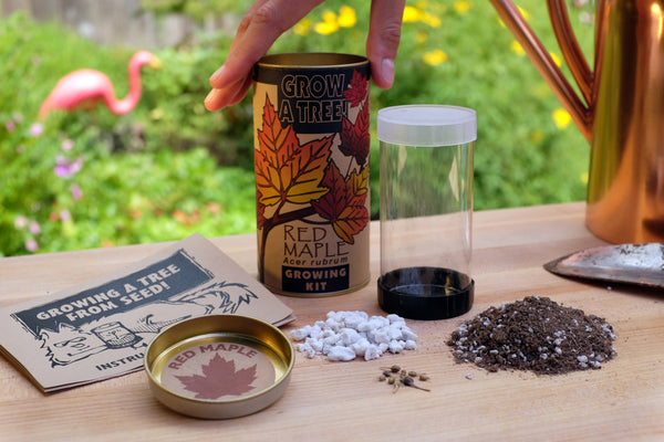 Red Maple | Seed Grow Kit | The Jonsteen Company