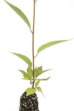 Load image into Gallery viewer, Flowering Cherry Blossom | Medium Tree Seedling | The Jonsteen Company