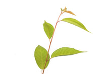 Load image into Gallery viewer, Flowering Cherry Blossom | Medium Tree Seedling | The Jonsteen Company