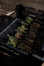 Load image into Gallery viewer, Coast Redwood | Small Tree Seedling | The Jonsteen Company