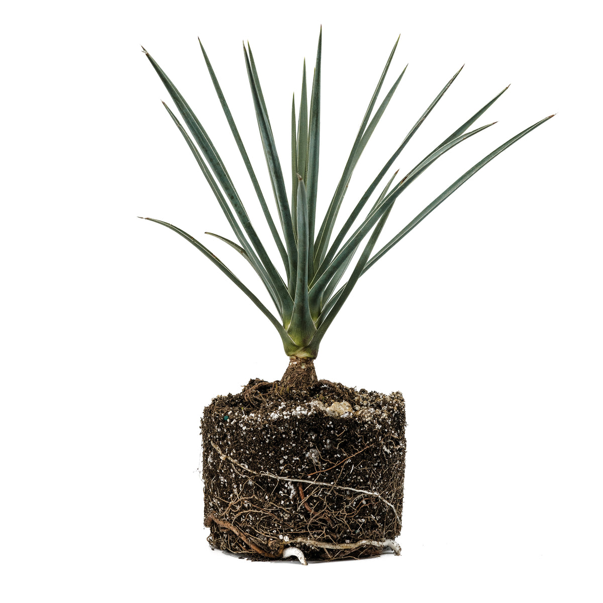 Joshua Tree Large Tree Seedling