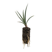 Load image into Gallery viewer, Joshua Tree | Medium Tree Seedling | The Jonsteen Company