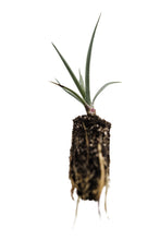 Load image into Gallery viewer, Joshua Tree | Medium Tree Seedling | The Jonsteen Company