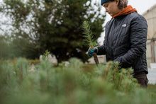 Load image into Gallery viewer, Maritime Pine | Bulk Nursery Lots | The Jonsteen Company