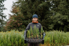Load image into Gallery viewer, Maritime Pine | Bulk Nursery Lots | The Jonsteen Company