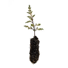 Load image into Gallery viewer, Kashmir Cypress | Medium Tree Seedling | The Jonsteen Company