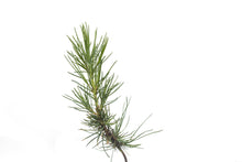 Load image into Gallery viewer, Knobcone Pine | Small Tree Seedling | The Jonsteen Company