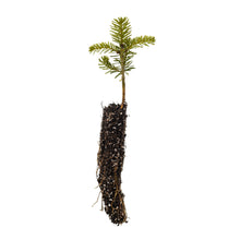 Load image into Gallery viewer, Korean Fir | Small Tree Seedling | The Jonsteen Company