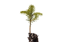 Load image into Gallery viewer, Korean Fir | Small Tree Seedling | The Jonsteen Company