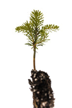 Load image into Gallery viewer, Korean Fir | Small Tree Seedling | The Jonsteen Company