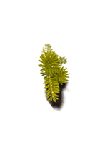 Load image into Gallery viewer, Korean Fir | Small Tree Seedling | The Jonsteen Company