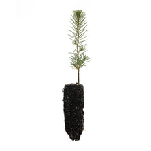 Load image into Gallery viewer, Maritime Pine | Medium Tree Seedling | The Jonsteen Company