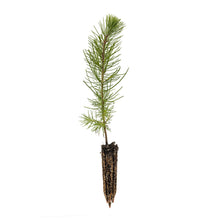 Load image into Gallery viewer, Maritime Pine | Medium Tree Seedling | The Jonsteen Company