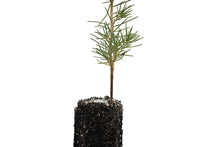Load image into Gallery viewer, Maritime Pine | Medium Tree Seedling | The Jonsteen Company