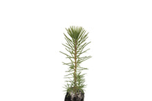 Load image into Gallery viewer, Maritime Pine | Medium Tree Seedling | The Jonsteen Company